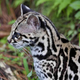 Illustration for article titled Caturday - Leopardus tigrinus Edition